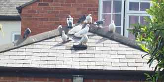 280501 doves on roof web.jpg (9358 bytes)