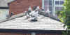 280501 doves on roof web.jpg (9358 bytes)