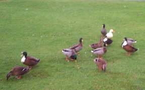 4x3 finchingfield ducks.jpg (6699 bytes)