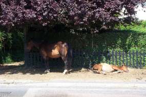 New Forest Ponies at Burley Street.jpg (12426 bytes)