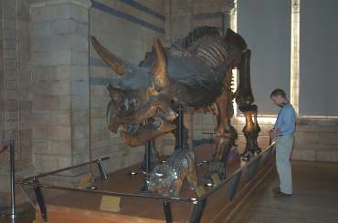 4x3_nh4_Triceratops.jpg (11023 bytes)