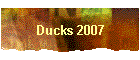 Ducks 2007